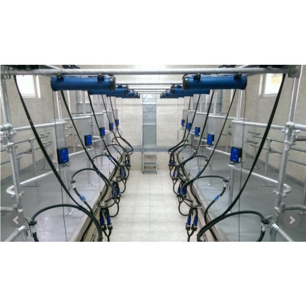 Máy vắt sữa bò tự động