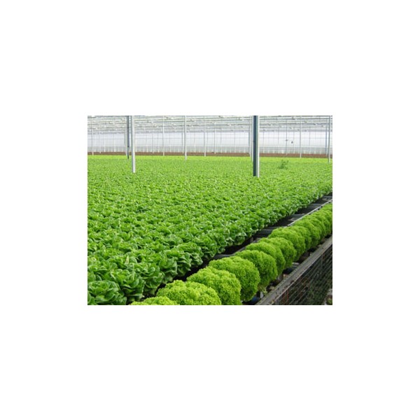 Chế biến tinh lương thực – Thực phẩm