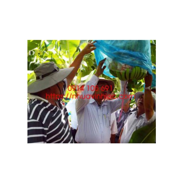 Túi PE trong ngành chuối
