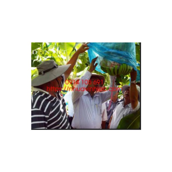Túi PE trong ngành trồng chuối